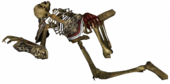 Sura İskeleti 3.png