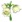 İnci çiçeği.png